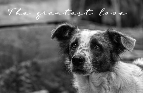 Printable- Dogs 10 [Post Card/ PDF]