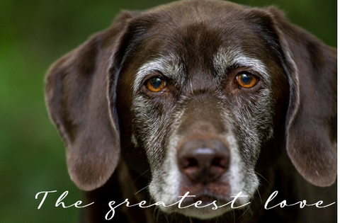 Printable- Dogs 12 [Post Card/ PDF]