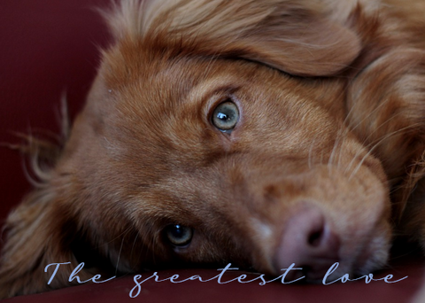 Printable- Dogs 13 [Post Card/ PDF]