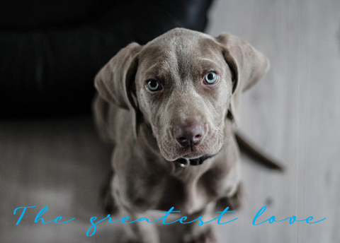 Printable- Dogs 14 [Post Card/ PDF]