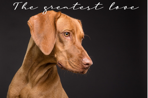 Printable- Dogs 8 [Post Card/ PDF]