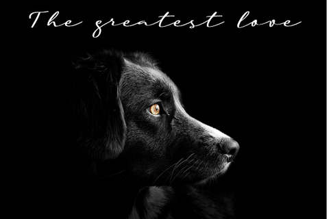 Printable- Dogs 9 [Post Card/ PDF]