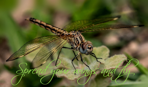 Printable- DragonFly 17  [Post Card/ PDF]