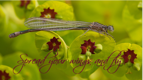 Printable- DragonFly 18  [Post Card/ PDF]