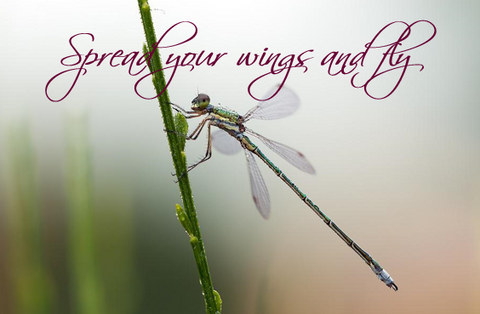 Printable- DragonFly 19  [Post Card/ PDF]