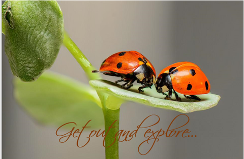 Printable- Get Out And Explore 23 [Post Card/ PDF]
