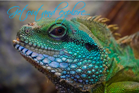 Printable- Get Out And Explore 24 [Post Card/ PDF]