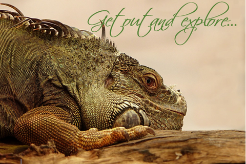 Printable- Get Out And Explore 5 [Post Card/ PDF]