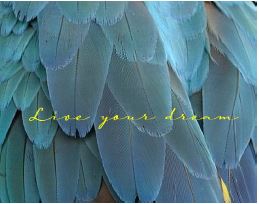 Printable- Live Your Dreams 3 [Post Card/ PDF]