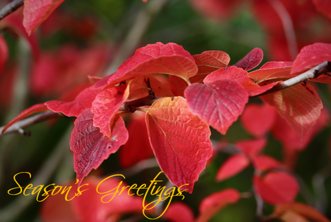 Printable- Seasons Greetings 3  [Post Card/ PDF]