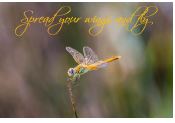 Printable- DragonFly 10  [Post Card/ PDF]
