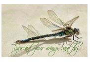 Printable- DragonFly 11  [Post Card/ PDF]