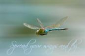 Printable- DragonFly 12  [Post Card/ PDF]