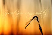 Printable- DragonFly 13  [Post Card/ PDF]