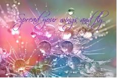 Printable- DragonFly 15  [Post Card/ PDF]
