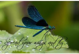 Printable- DragonFly 1  [Post Card/ PDF]