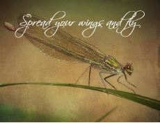 Printable- DragonFly 20  [Post Card/ PDF]