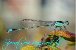 Printable- DragonFly 2  [Post Card/ PDF]