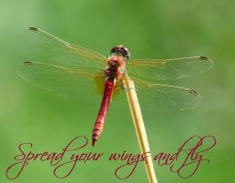 Printable- DragonFly 3  [Post Card/ PDF]