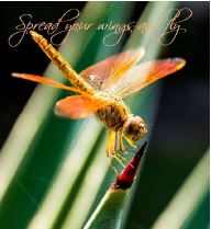 Printable- DragonFly 4  [Post Card/ PDF]