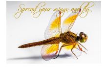 Printable- DragonFly 5  [Post Card/ PDF]