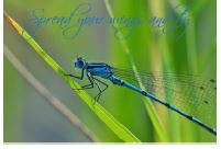Printable- DragonFly 6  [Post Card/ PDF]