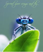 Printable- DragonFly 7  [Post Card/ PDF]