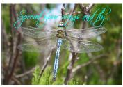 Printable- DragonFly 8  [Post Card/ PDF]