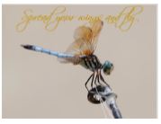 Printable- DragonFly 9  [Post Card/ PDF]
